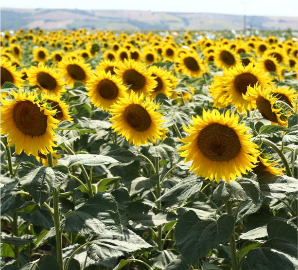 sunflowers